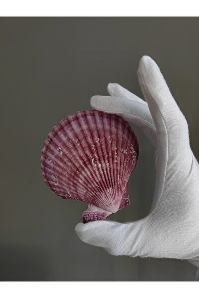Seashell Rio Deniz Kabuğu ; Mor Pecten Nobilis / 1 Adet /8 - 10 Cm