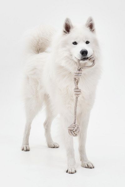 Proud Wave Large Size Dog Toy - with Bite, Pull and Rope Biting Skirt