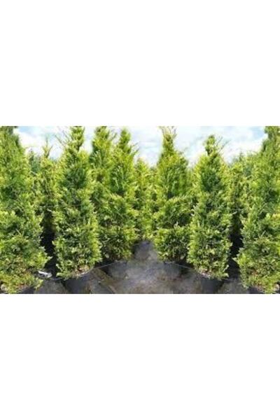 Gloria 12 Lt Saksıda Cupressocyparis Leylandi Fidan 80-100 Cm