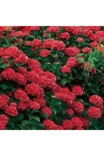 Gloria 2 Yaş Saksıda Kırmızı Ortanca Çiçeği 50-70 Cm