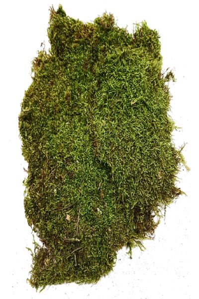 Genel Markalar Doğal Kaya & Ağaç Yosunu 60x60cm Canlı Bitki Moss