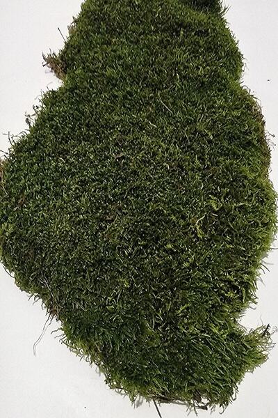 Genel Markalar Doğal Kaya & Ağaç Yosunu 60x60cm Canlı Bitki Moss