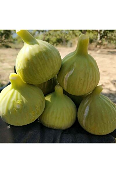 Önderler Bardak(BARDACIK) Incir Fidanı 2 Yaşında Tüplü