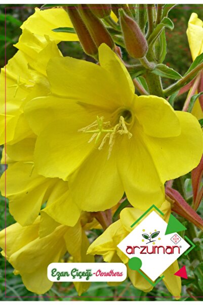 Arzuman Tohum Ezan Çiçeği Çiçek Tohumu