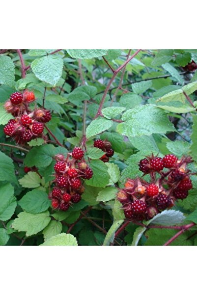 Mutlu Paket Tüplü Wineberry Japon Böğürtleni Ahududu Fidanı