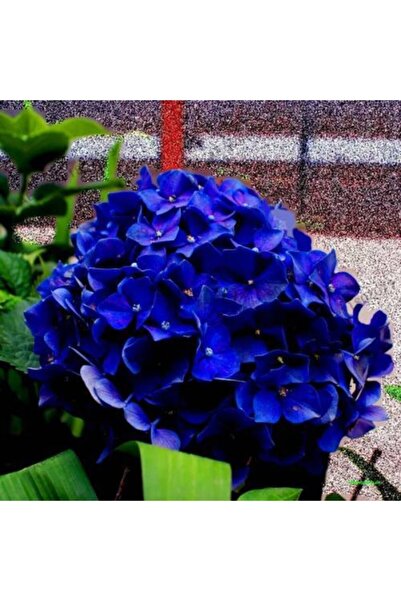 pearlexoticseed Begonvil Çiçek Tohumu 15 Adet