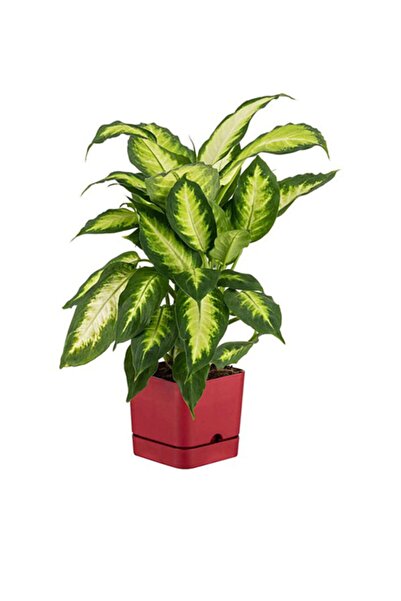 Poliwork Begonya Kare 16 Cm Tabaklı Saksı 2.3 Lt Bordo