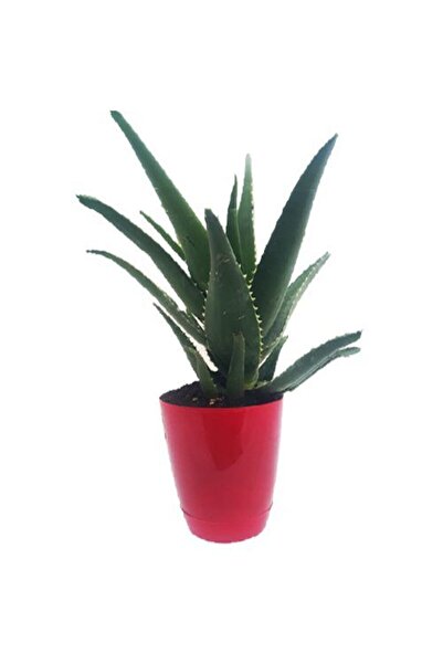 torubahce Aloevera Bitkisi Dikenli 5-15cm Salon Ve Balkon Çiçeği
