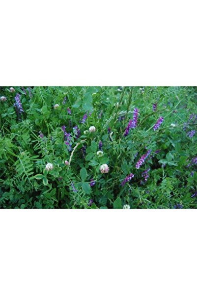 Doğalsan Tarım Adi Fiğ Tohumu 5 Kg Yem Bitkisi Tohumu Yem Bitkileri Tohumu Tohum Çeşitleri Fiğ Tohumu Çeşitleri