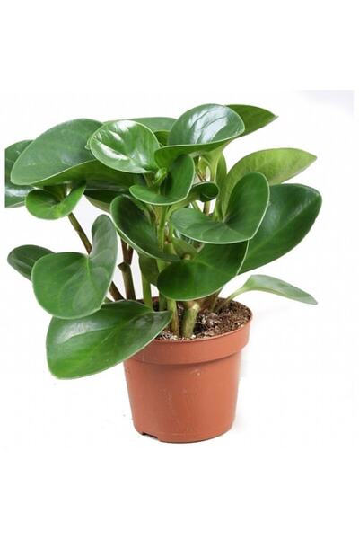 Genel Markalar Peperomia Obtipan