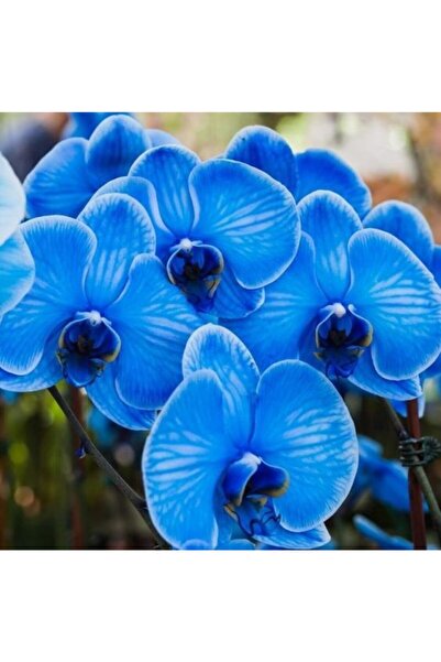 FMT TOHUMCULUK 10 Adet Mavi Orkide Çiçeği Tohumu