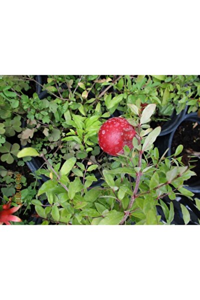 Tunç Botanik Süs Nari 3 Adet