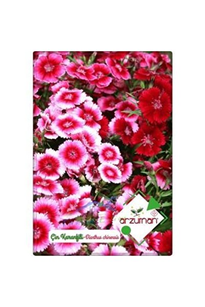 Arzuman Çin Karanfili Çiçeği (DİANTHUS CHİNENSİS) Tohumu 100 Adet