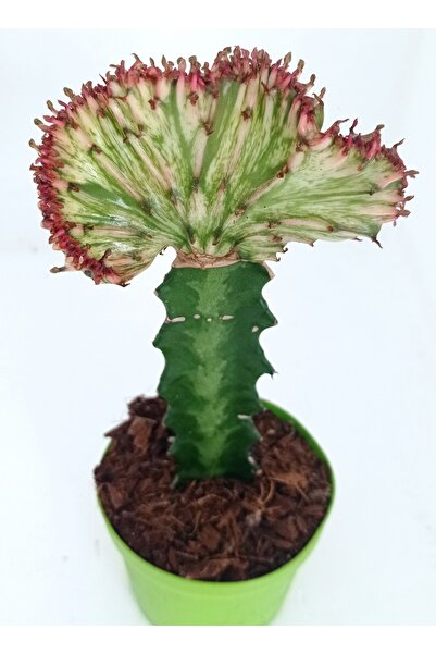 cantropikal Euphorbia Lactea Variegata (cristata) -aşılı Kaktüs 8,5 Cm Saksıda