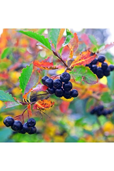 Bilgarden Tüplü Soğuğa Dayanıklı Her Bölgeye Uygun 3 Adet Aronya Fidanı (20-4...