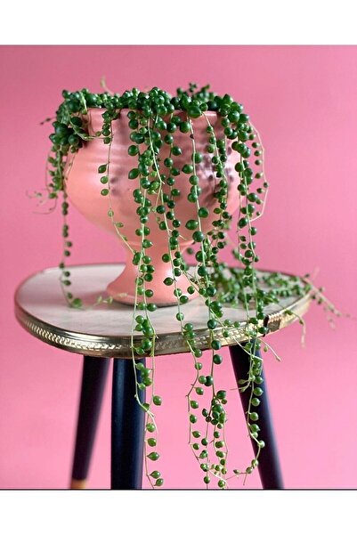 serada decor & plant Tespih Çiçeği Inci Tanesi Askılı Büyük Saksı Senecio Row...