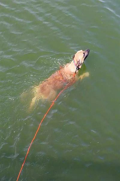 LİDERSAN ÇELİK Steel Pressed 2 Meter Dog Garden Tethering Strap Conveying Strap