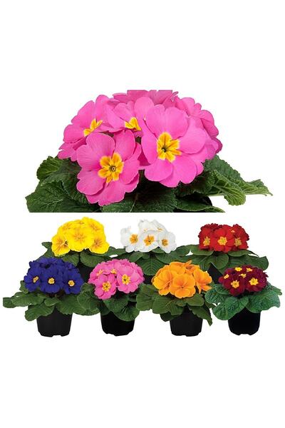 serada decor & plant Pembe Çuha (marul) Çiçeği Saksılı Çiçekli Bodur Bitki