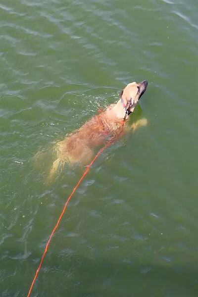 LİDERSAN ÇELİK Steel Pressed 4 Meters Dog Garden Tethering Strap Conveying Strap