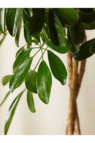 serada decor & plant Yeşil Şeflera Tek Dallı Salon Bitkisi Schefflera 70-80 Cm Iç Mekan Bitkisi