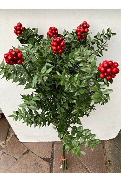 TeknoAir Yılbaşı Çiçeği Şans Çiçeği Kokina Bitkisi (1 DEMET 6 DAL)