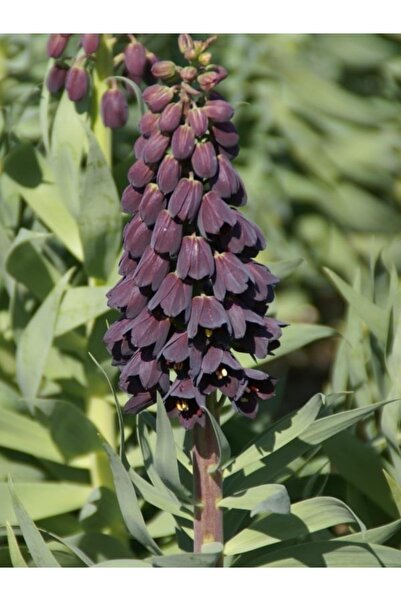Mevsim Fidancılık Ithal Ters Lale Soğanı - Mor - Fritillaria Persica Purple