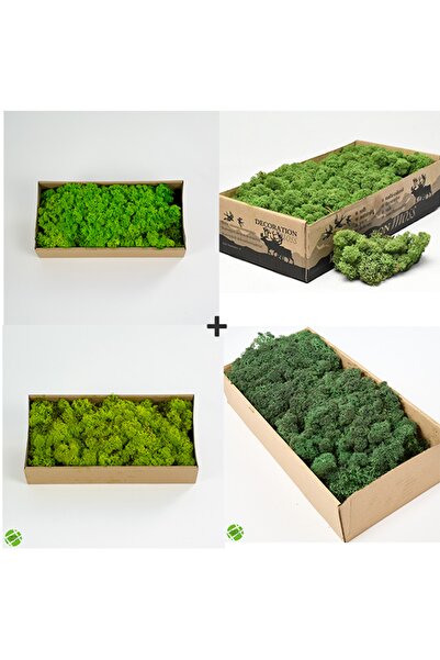 trendbahce Reindeer Moss Lime-spring-forest-dark Green 4'lü Set Şoklanmış Ith...