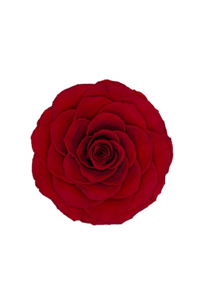 Rose Amor Red-02 Kırmızı Şoklanmış Solmaz Gül Xl