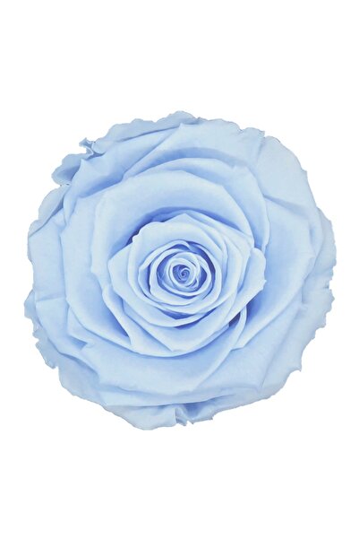 Rose Amor Blu-89 Mavi Şoklanmış Solmaz Gül Xl