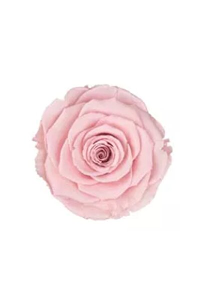 Rose Amor Pink - 04 Pembe Şoklanmış Solmaz Gül Xl