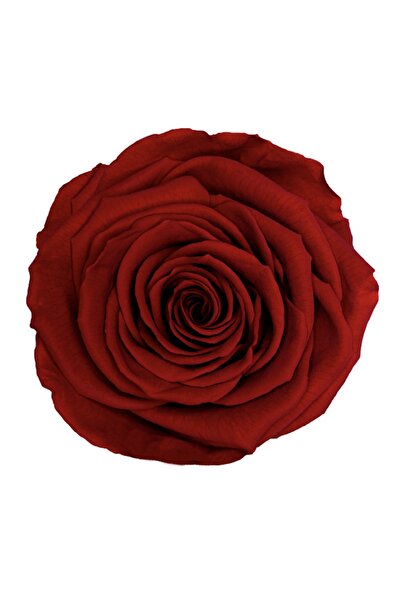 Rose Amor Red-01 Koyu Kırmızı Şoklanmış Solmaz Gül Xl