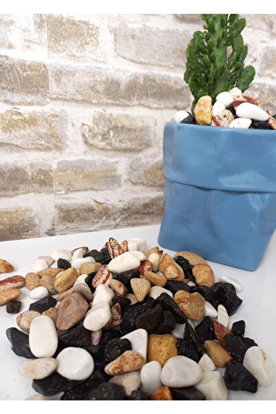 Asenya Renkli Çakıl Taşı 1 Kg 1-2 Cm Saksı Dibi Teraryum Saksı Süs Vazo Dibi ...