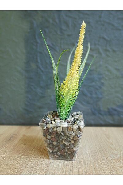 Süs ağacı Çakıl Dolgulu Şeffaf Saksıda Diken Lavanta (saksı Dahil 22 Cm Dir)