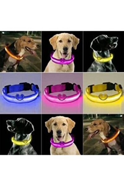 Tamam Neon Led Isikli Kedi Kopek Neon Led Isikli Kedi Kopek Kolyesi Fiyati Yorumlari Trendyol