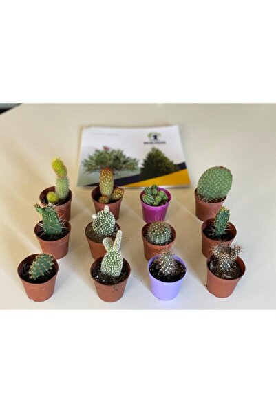 BERR BOTANİK PEYZAJ 12 Adet Kaktüs Kaktüs Farklı Tipte Kaktüs Sukulent Mix Set