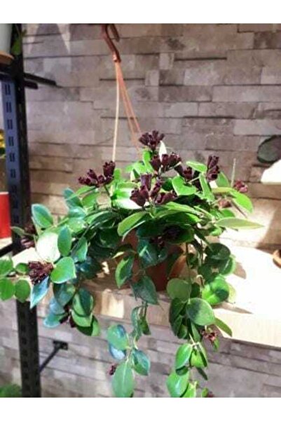 Genel Markalar Eselentus Ruj Çiçeği