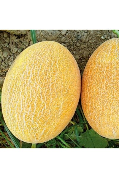 Fide Sepeti Ananas Kavun Tohumu (Tatlı Kavun) 10gr 1 Paket