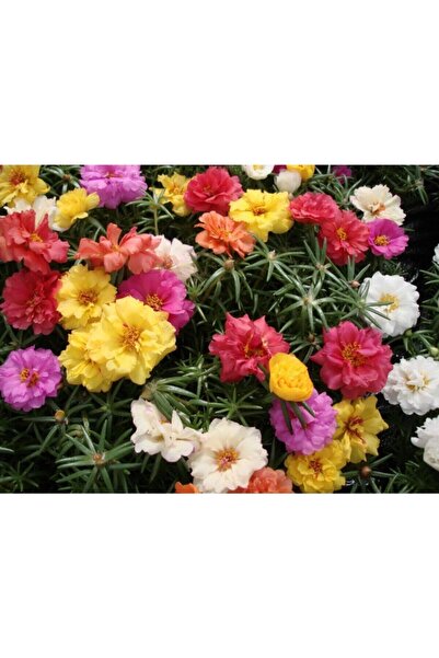 Fide Sepeti Çiçek Tohumu Katmerli Ipek Çiçeği (Karışık) 1 Paket