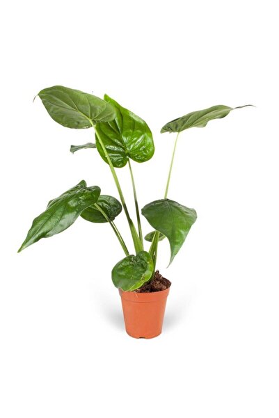 MorDekor Alocasia Cucullata- Dev Yaprak Fil Kulağı Bitkisi