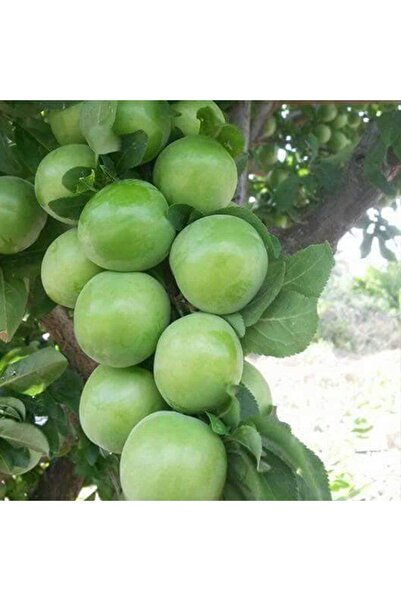 Open Root Early Green Pastor Plum Seedling ( 3 Years - Height 120 Cm )