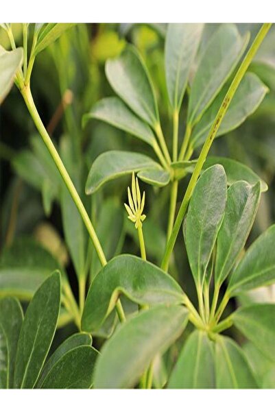 serada decor & plant Yeşil Şeflera Tek Dallı Salon Bitkisi Schefflera 70-80 Cm Iç Mekan Bitkisi