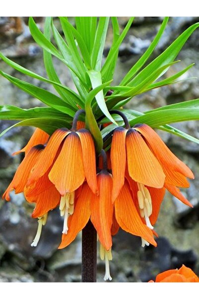 Mevsim Fidancılık Ithal Ters Lale Soğanı - Turuncu - Fritillaria Imperialis Rubra