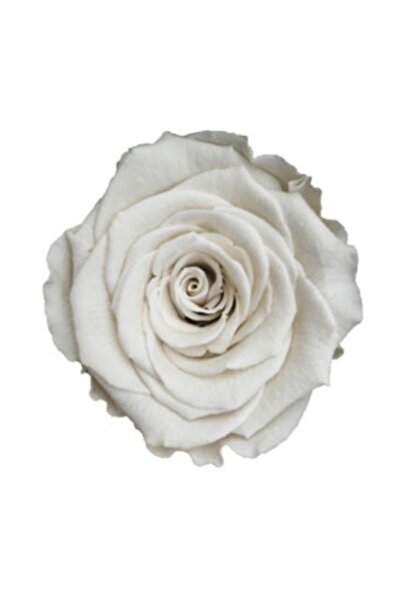 Rose Amor Whi-04 Beyaz Şoklanmış Solmaz Gül Xl