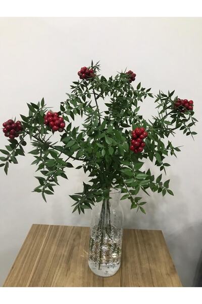 StadyumStore Kokina - Canlı Yılbaşı Çiçeği - Şans Çiçeği ( 1 Demet 6 Dal ) ( 40-50 Cm )