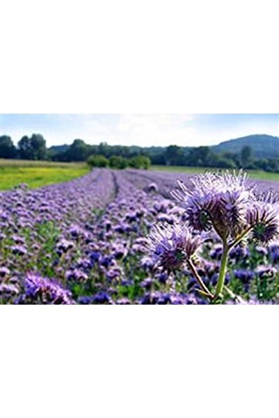aykaç arıcılık Faselya Arı Otu Tohumu 50gr