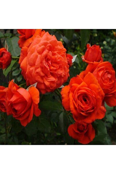 Mevsim Fidancılık Tüplü Yediveren Turuncu Sarmaşık Gül Fidanı ( 2 Yaş - Boy 7...