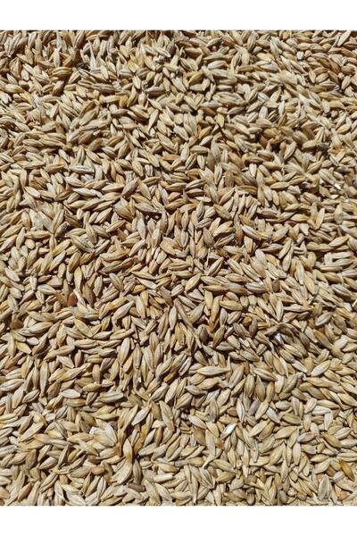 Erkan Tarım Arpa 10 Kg ( Tane Arpa, Yemlik, Kuş Yemi, Besi Yemi, Büyükbaş-küç...