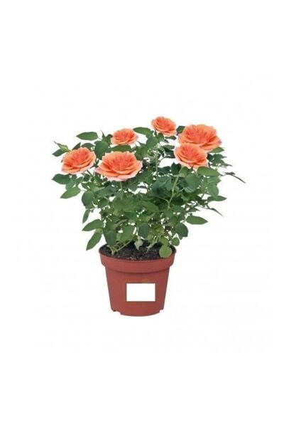 Mevsim Fidancılık Tüplü Yediveren Turuncu Çıtır Bodur Gül Fidanı