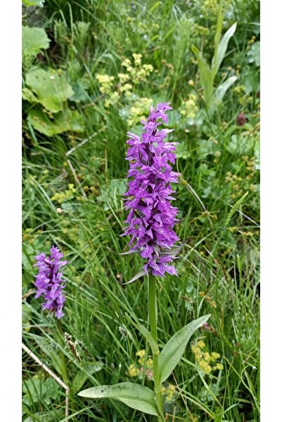 Hınzır Duble Salep Yumrusu 100 Adet