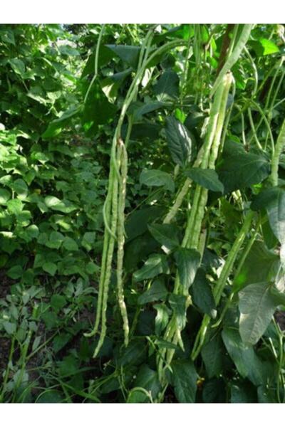 Köy Tohumları 50 Adet Tohum Organik Yerli Yeşil Börülce Tohumu Yeni Mahsul Ho...